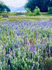 Dali's Magic: From Illuminated Nights to Tranquil Mornings at Erhai Lake( Spring Edition)