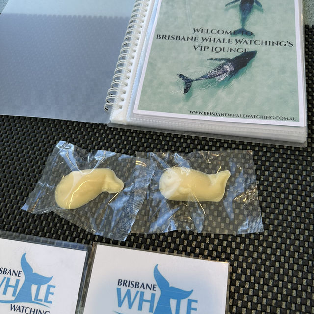 澳洲出海賞鯨!🐳   澳洲出海賞鯨!🐳