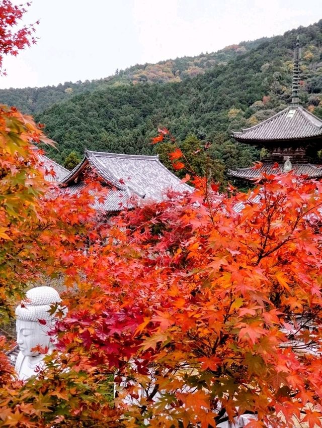紅葉満喫1泊2日 紅葉満喫1泊2日