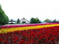 Farm Tomita Hokkaido