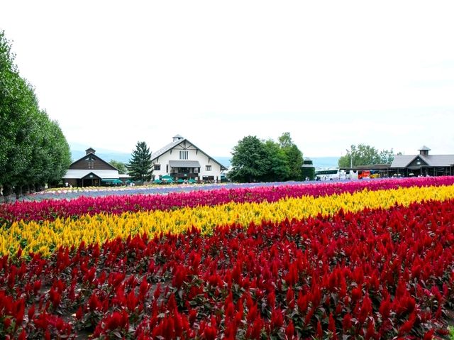 Farm Tomita Hokkaido