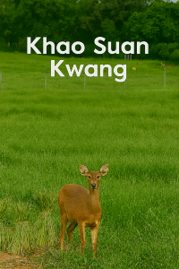 เขาสวนกวาง แต่ไก่ย่างเยอะกว่า