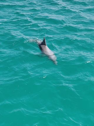 Dolphin watching tour in Sydney