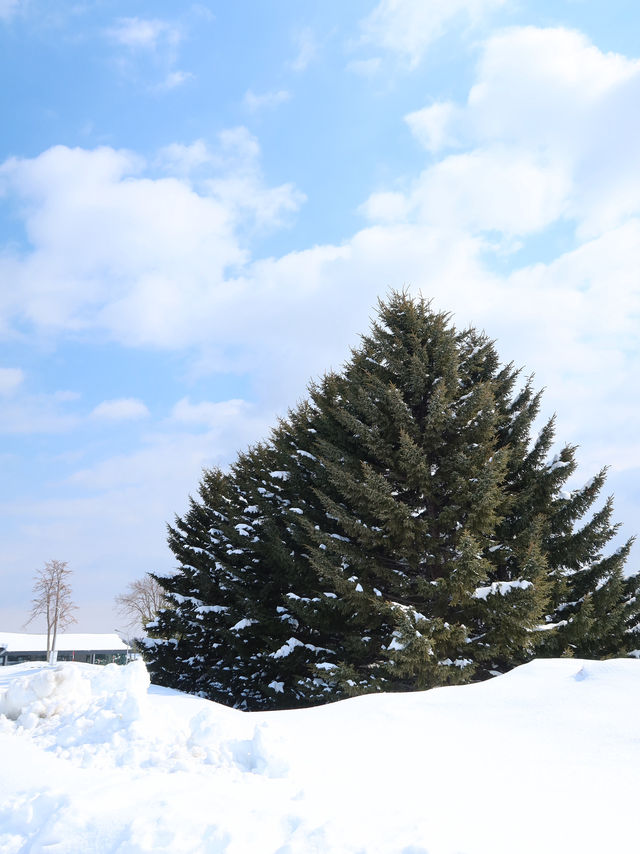 Hill of the Buddha or Atama Daibutsu