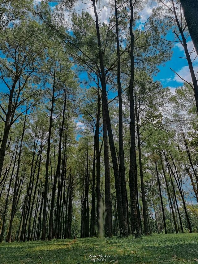 ธรรมชาติโอบกอดที่สวนสนแม่แตง🌲