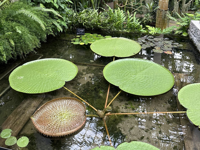 生簀ランチから牧野植物園へ🌿　高知旅