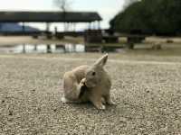 廣島｜到太久野島輕旅行 與可愛兔子近距離接觸