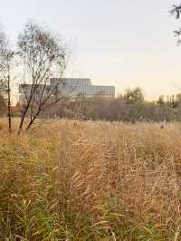 🍁 Fragrant Hills: Beijing's Autumn Fireworks Display! 🎇