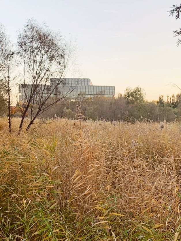 🍁 Fragrant Hills: Beijing's Autumn Fireworks Display! 🎇 🍁 Fragrant Hills: Beijing's Autumn Fireworks Display! 🎇