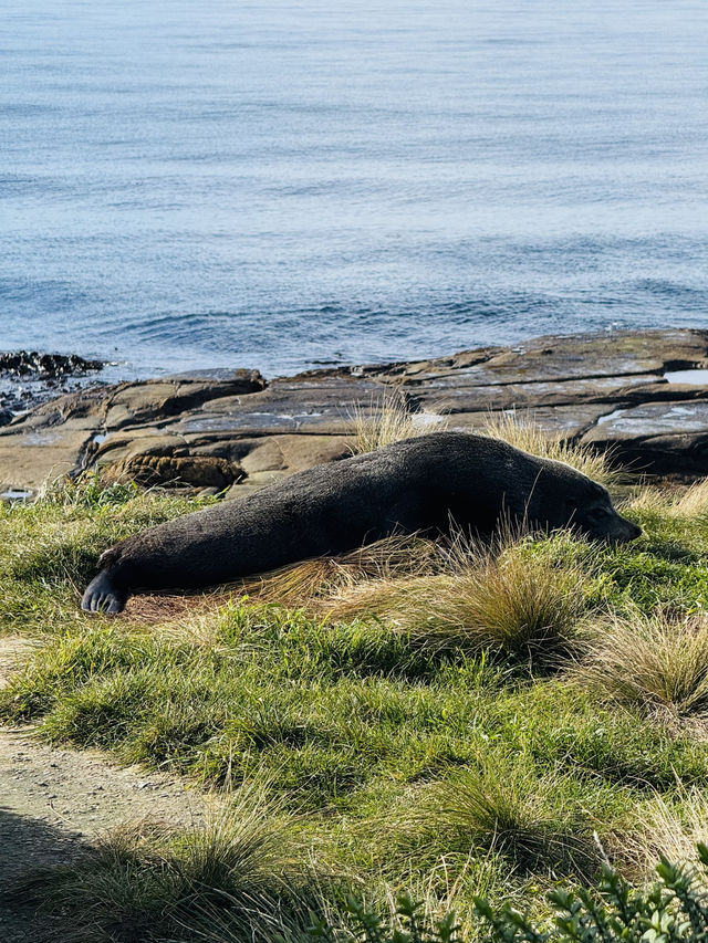 紐西蘭 南島 Shag point
