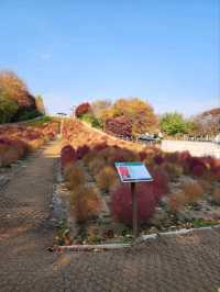 ⭐서울 올림픽공원 하루 코스 – 거대한 엄지상 구경하고, 가을 댑싸리 걷고, 청와옥에서 마무리!