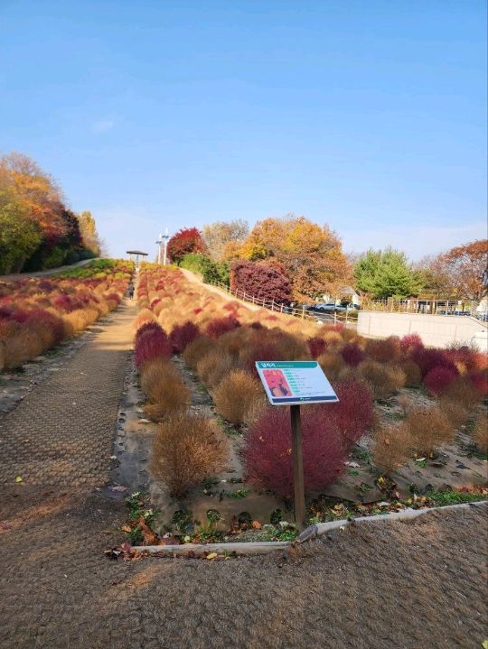 ⭐서울 올림픽공원 하루 코스 – 거대한 엄지상 구경하고, 가을 댑싸리 걷고, 청와옥에서 마무리!