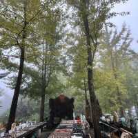 Zhangjiajie National Forest Park — East Gate One-Day Route That Actually Works