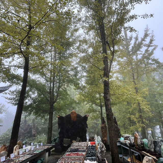 Zhangjiajie National Forest Park — East Gate One-Day Route That Actually Works Zhangjiajie National Forest Park — East Gate One-Day Route That Actually Works