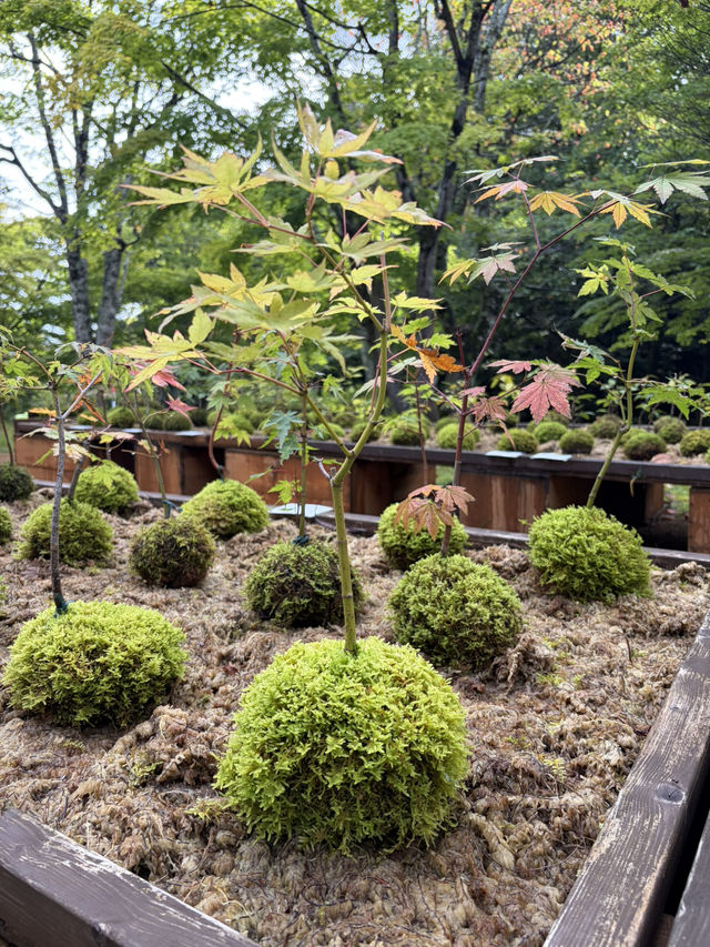 星野 奧入瀨溪流 星野 奧入瀨溪流