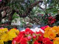 Lalitta Café—Chiang Rai’s Insta-Worthy Flower Wonderland 🌸✨