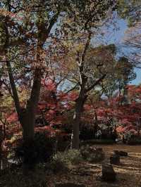 Tokyo’s Ueno Park: Autumn Feels & Family Vibes 🍁✨