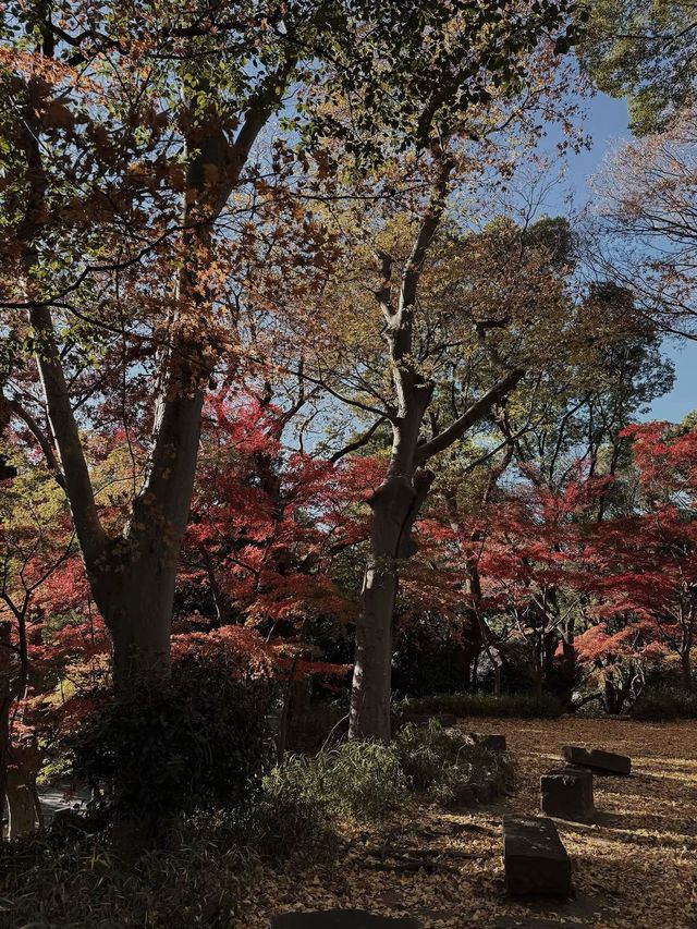 Tokyo’s Ueno Park: Autumn Feels & Family Vibes 🍁✨ Tokyo’s Ueno Park: Autumn Feels & Family Vibes 🍁✨
