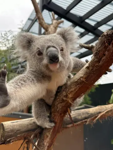 近距離接觸澳洲野生動物  塔朗加動物園，悉尼
