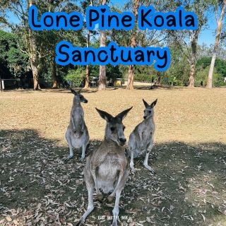 Lone Pine Koala Sanctuary ใกล้ชิดโคอาลาแห่งบริสเบน