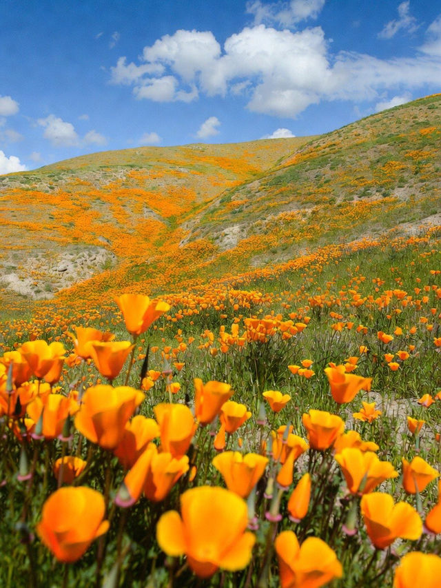 Antelope Valley California Poppy Reserve State Natural Reserve