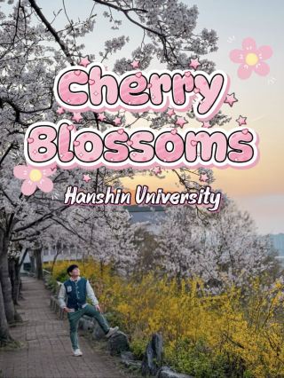 Walking Through SAKURA (Cherry Blossoms) Paradise at Hanshin University