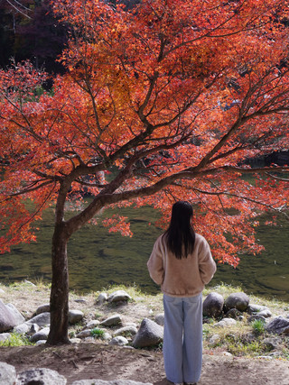 追逐紅葉10天9夜 kansai&chubu