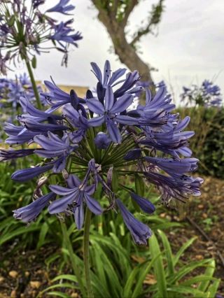 海の向こうに広がる静寂の庭園 — マルタ・ゴゾ島。