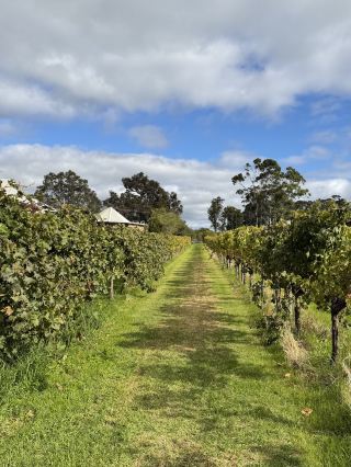 Half-Day Slow Escape at Vasse Felix, Margaret River’s Founding Winery