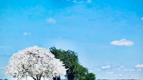 從愛爾蘭邦拉蒂民俗公園到杜蒂·內莉城堡護城河草甸長椅-民俗公園門票22歐元,或免費酒吧庭院 — traveler post in 利莫瑞克