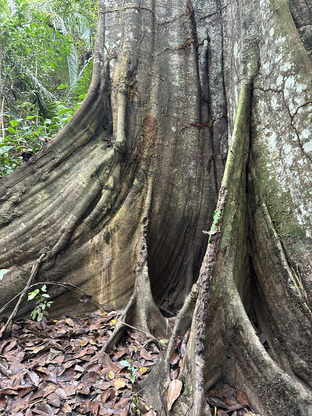🇵🇪アマゾン川の大自然を体感🦥🦜🐒イキトス発アマゾンツアー