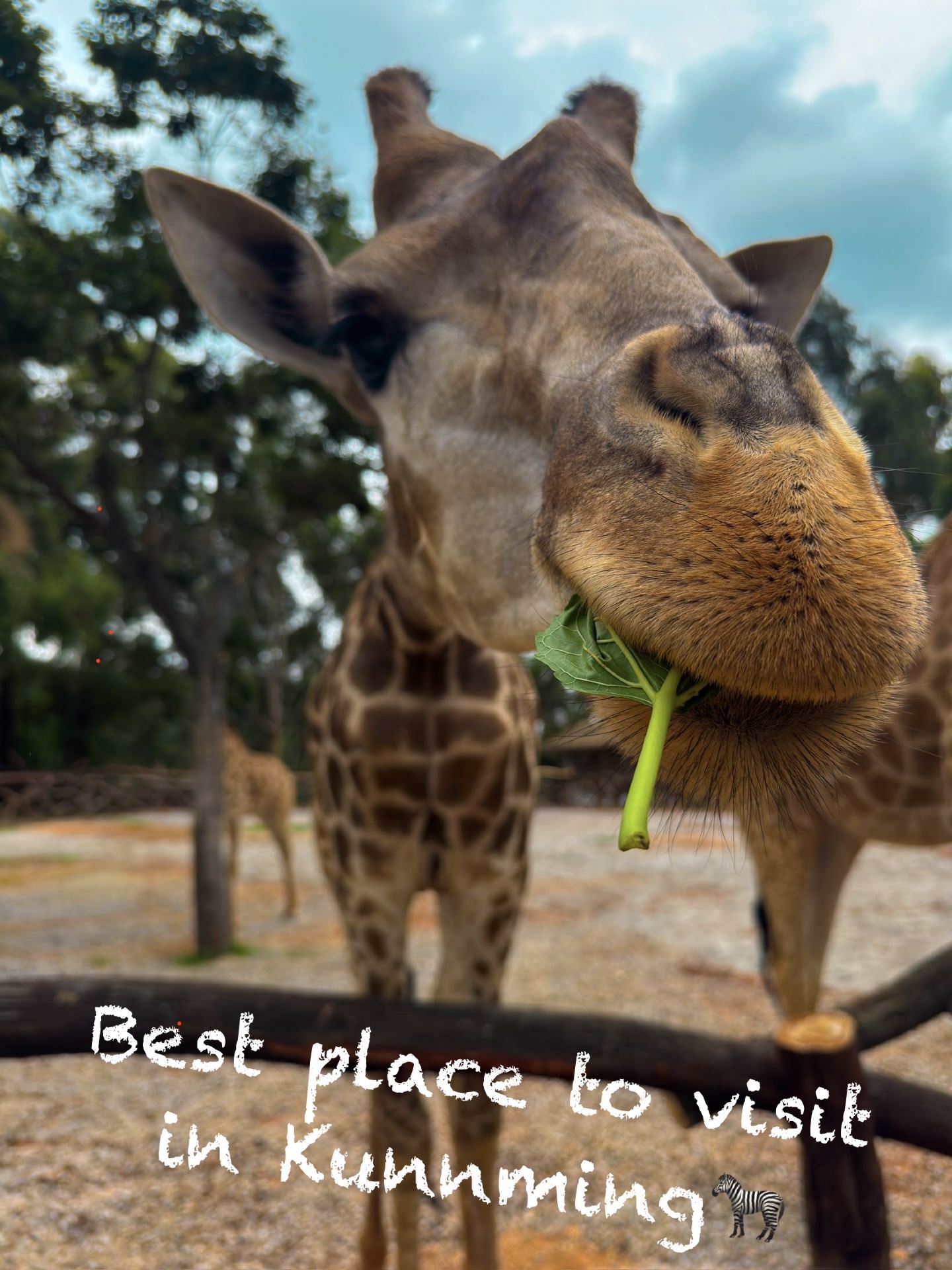 Парк диких животных в Куньмине / Yunnan wild animal park