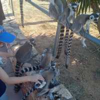 Attica Zoological Park 🐪