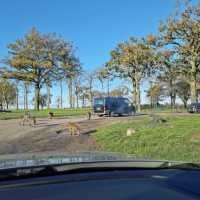 Knowsley safari park day out 🦁 