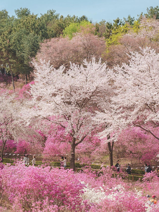 원미산 진달래동산 입구