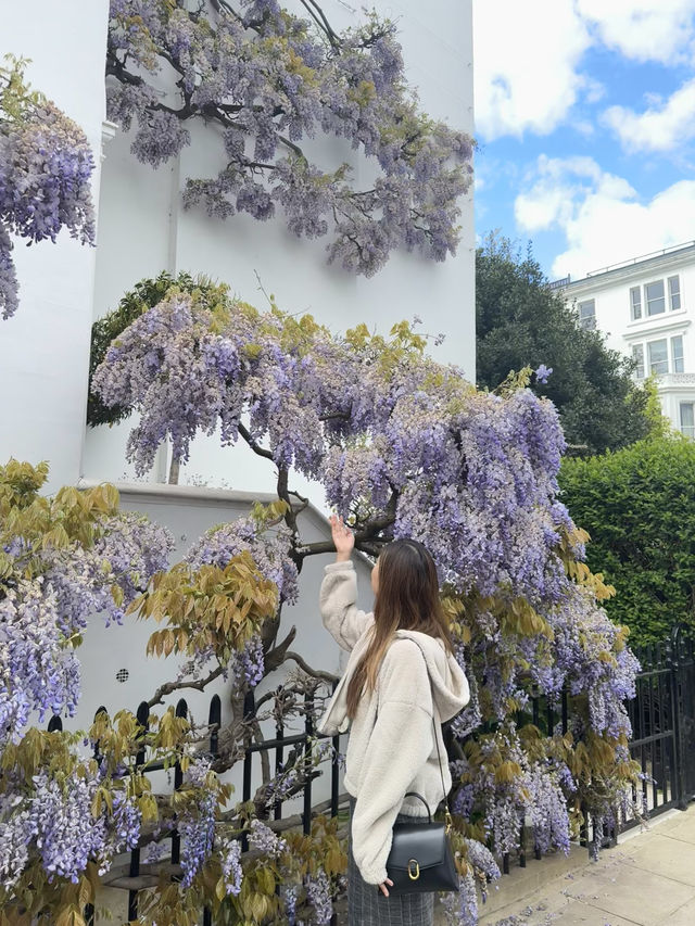 💜🇬🇧倫敦Notting Hill的紫藤花：春日裡的浪漫篇章 🌿💜