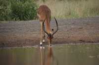 2 days Tanzania sharing safari 