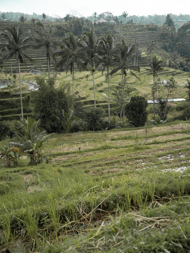 Jatiluwih Rice Terraces