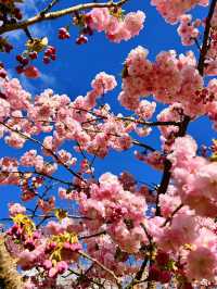 🌸 Cherry Blossom Season at Kew Gardens — A Spring Favourite in London 🌸