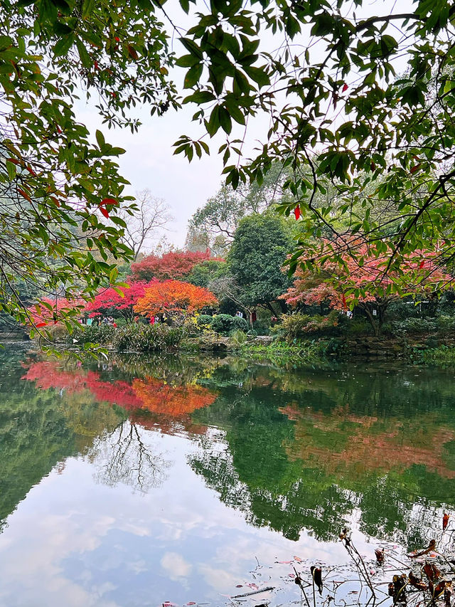 🍁 Red Leaves & Romance in Longjing Village, Hangzhou 🍂