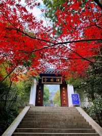 🍁 Red Leaves & Romance in Longjing Village, Hangzhou 🍂