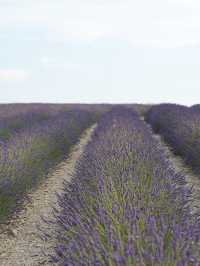 Provence | Brilliant place for lavender pictures 