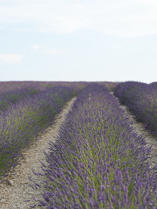 Provence | Brilliant place for lavender pictures 
