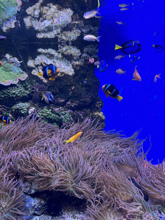 The coolest oceanarium in Moscow🪼
