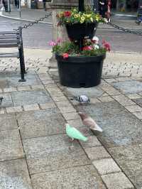 Green pigeon
