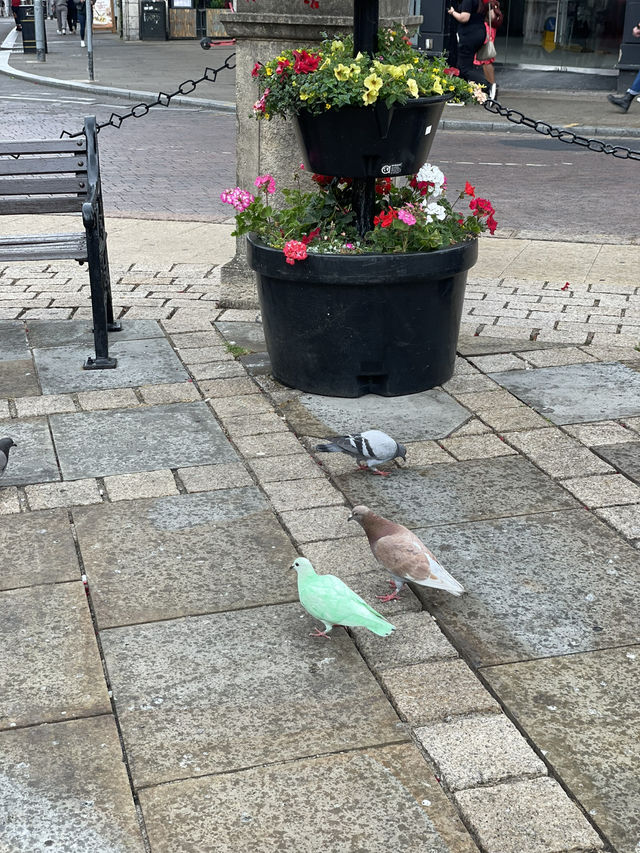 Green pigeon