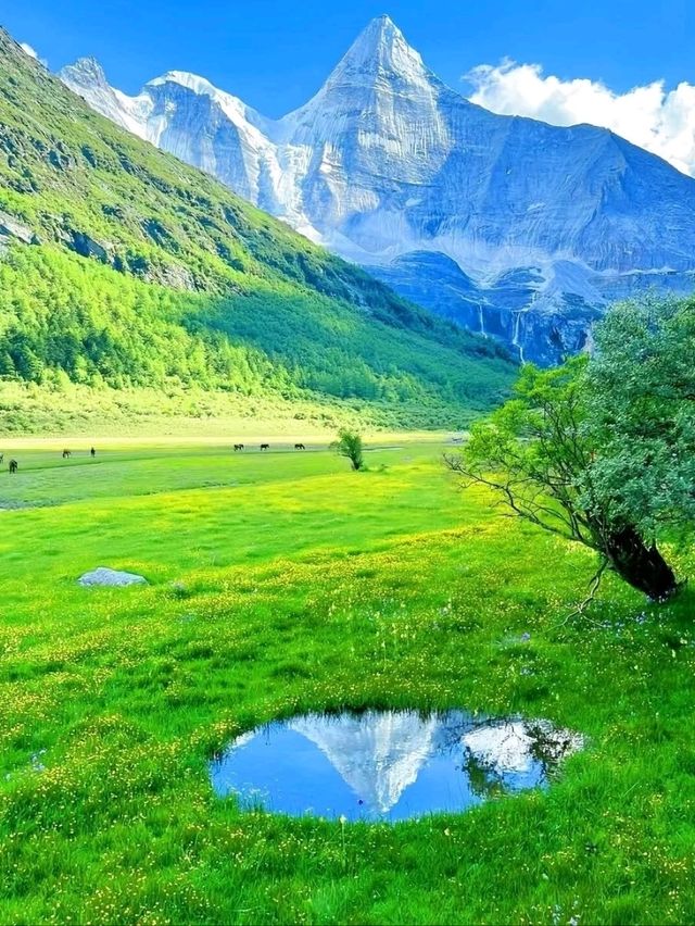 🏔️ Daocheng Yading Scenic Area: A Sacred Shangri-La of China