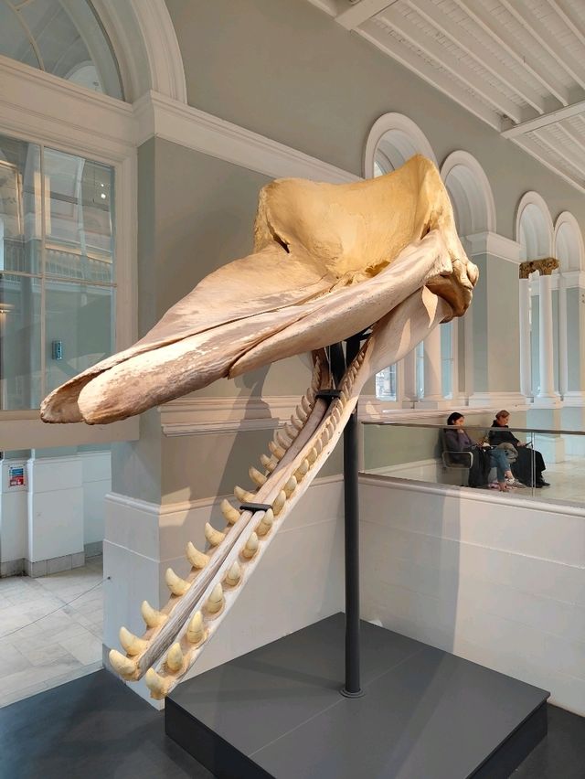 Bones, Beasts, and Stillness: A Walk Through Scotland’s Animal Archive Bones, Beasts, and Stillness: A Walk Through Scotland’s Animal Archive