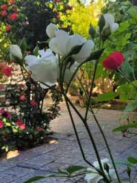 June brings warmth and brightness. The deserts of Yazd and Kerman shimmer under a fierce sun,