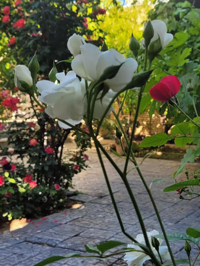 June brings warmth and brightness. The deserts of Yazd and Kerman shimmer under a fierce sun,